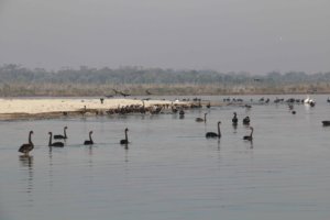 Black Swans on Lake King, Gippsland Lakes, Vitoria