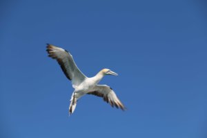 Gannet rising above the Hovell Pile at the southern end of Port Phillip Bay.