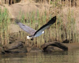 Hawkesbury River Sea Eagle