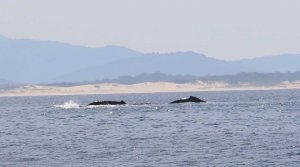 Humpback whales at Broughton Island, NSW mid north coast